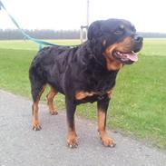 Rottweiler Winnie