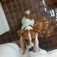 Dansk svensk gaardhund Nellie