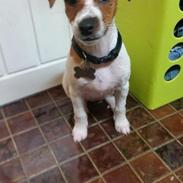 Dansk svensk gaardhund Nellie