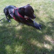 Blanding af racer candy