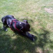 Blanding af racer candy