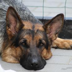 Schæferhund Kennel Djalsam's Gabbie