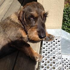 Dværggravhund Sally