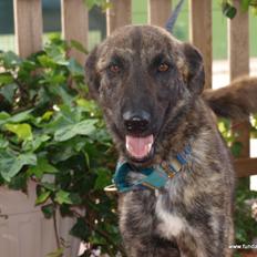 Blanding af racer Fito