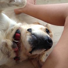 Golden retriever Sally