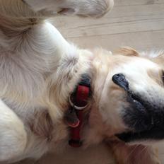 Golden retriever Sally