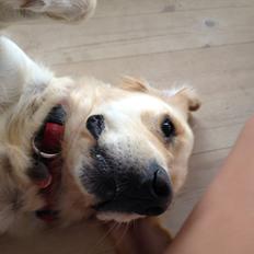 Golden retriever Sally