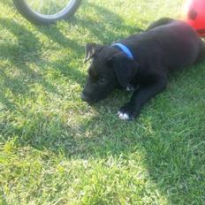 Blanding af racer Rex