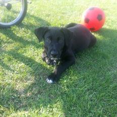 Blanding af racer Rex