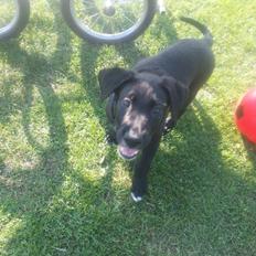 Blanding af racer Rex