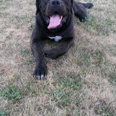 Blanding af racer Basse