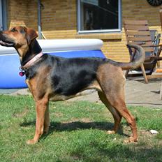 Blanding af racer Dina. (Dobb/lab)