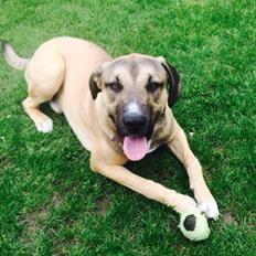 Blanding af racer Tyson