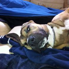 Blanding af racer Tyson