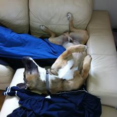 Blanding af racer Tyson