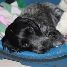 Cocker spaniel Luna <3