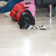 Cocker spaniel Luna <3