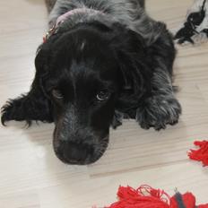 Cocker spaniel Luna <3