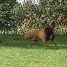 Fransk bulldog Knakker`s Dj