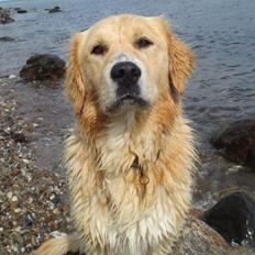 Blanding af racer Balder Himmelhund 