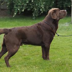 Labrador retriever Kanda Ka-Noa Sylvester