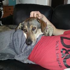 Blanding af racer Misha