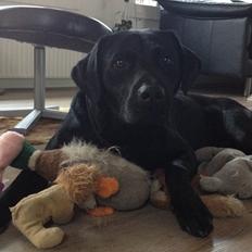 Labrador retriever Copperbirch Nobel Cody