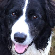 Border collie Balou