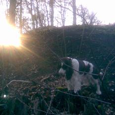 Engelsk springer spaniel Frida
