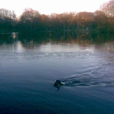 Engelsk springer spaniel Mille