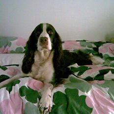 Engelsk springer spaniel Mille