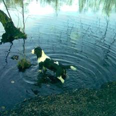 Engelsk springer spaniel Mille