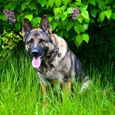 Schæferhund Tesvanes Hillary - Aisha