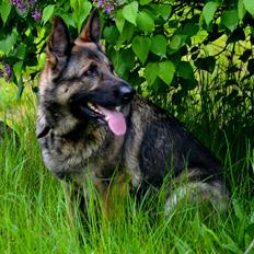 Schæferhund Tesvanes Hillary - Aisha
