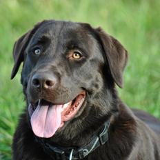 Blanding af racer Basse