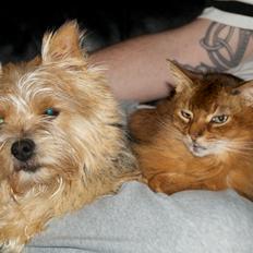 Norwich terrier Chili