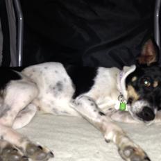 Dansk svensk gaardhund molly