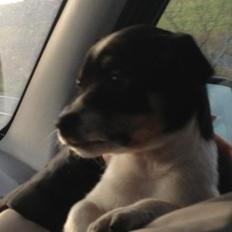 Dansk svensk gaardhund molly