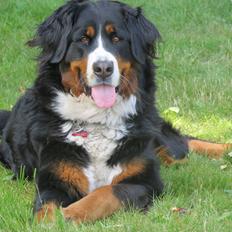 Berner sennenhund Nanna