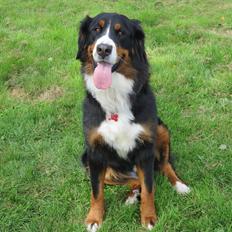 Berner sennenhund Nanna