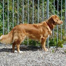 Nova scotia duck tolling retriever Shaggy Toller`s Foxy Ayla