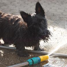 Skotsk terrier Mille