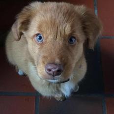 Nova scotia duck tolling retriever Maiko