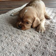 Cavalier king charles spaniel Molly