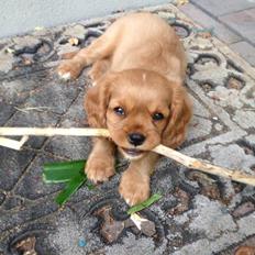 Cavalier king charles spaniel Molly