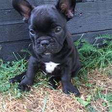Fransk bulldog Buddha