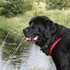 Blanding af racer Molly