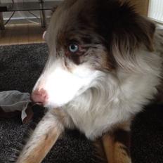 Australian shepherd Petra