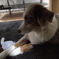 Australian shepherd Petra