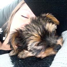 Yorkshire terrier Rocco
